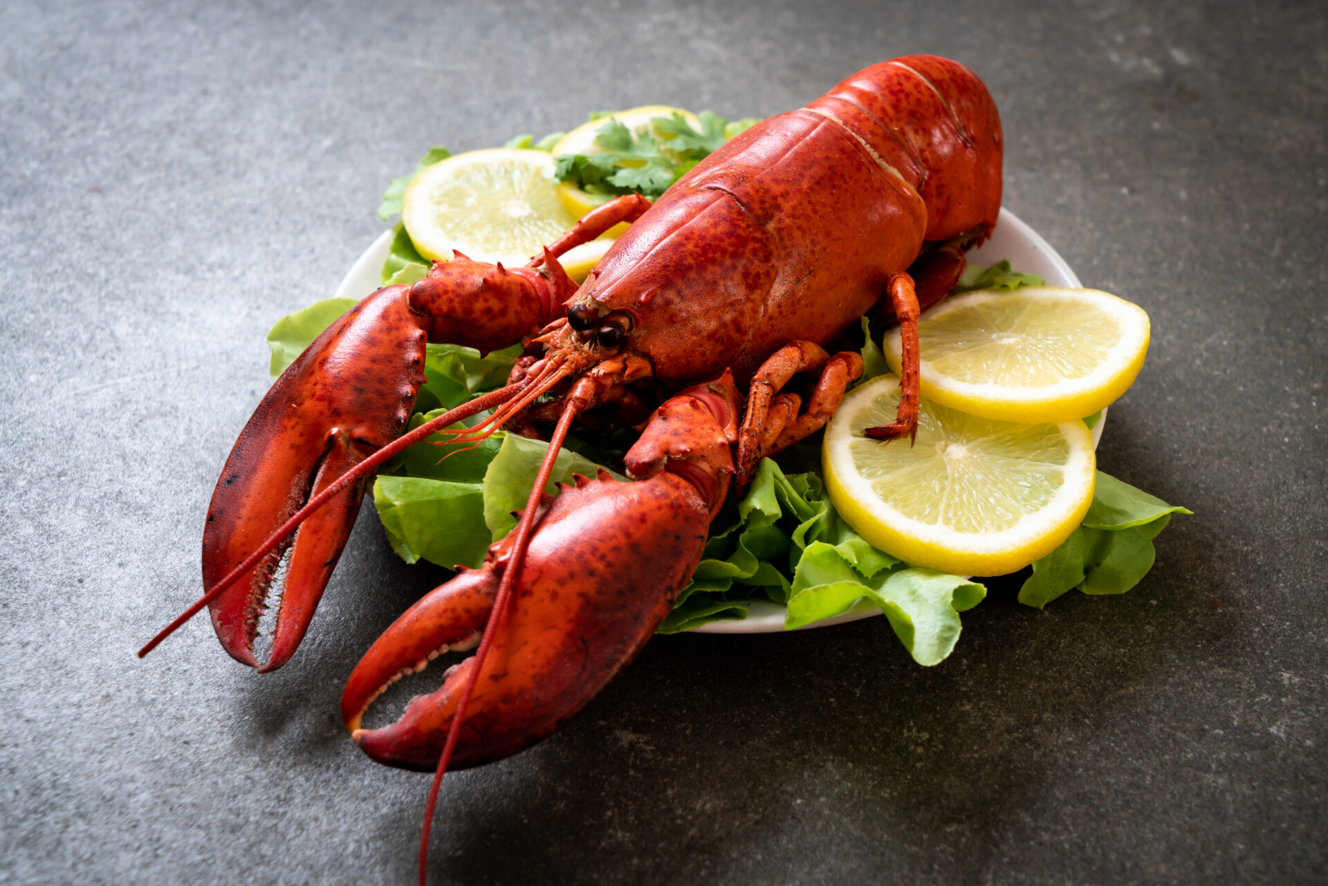 lobster magyarul