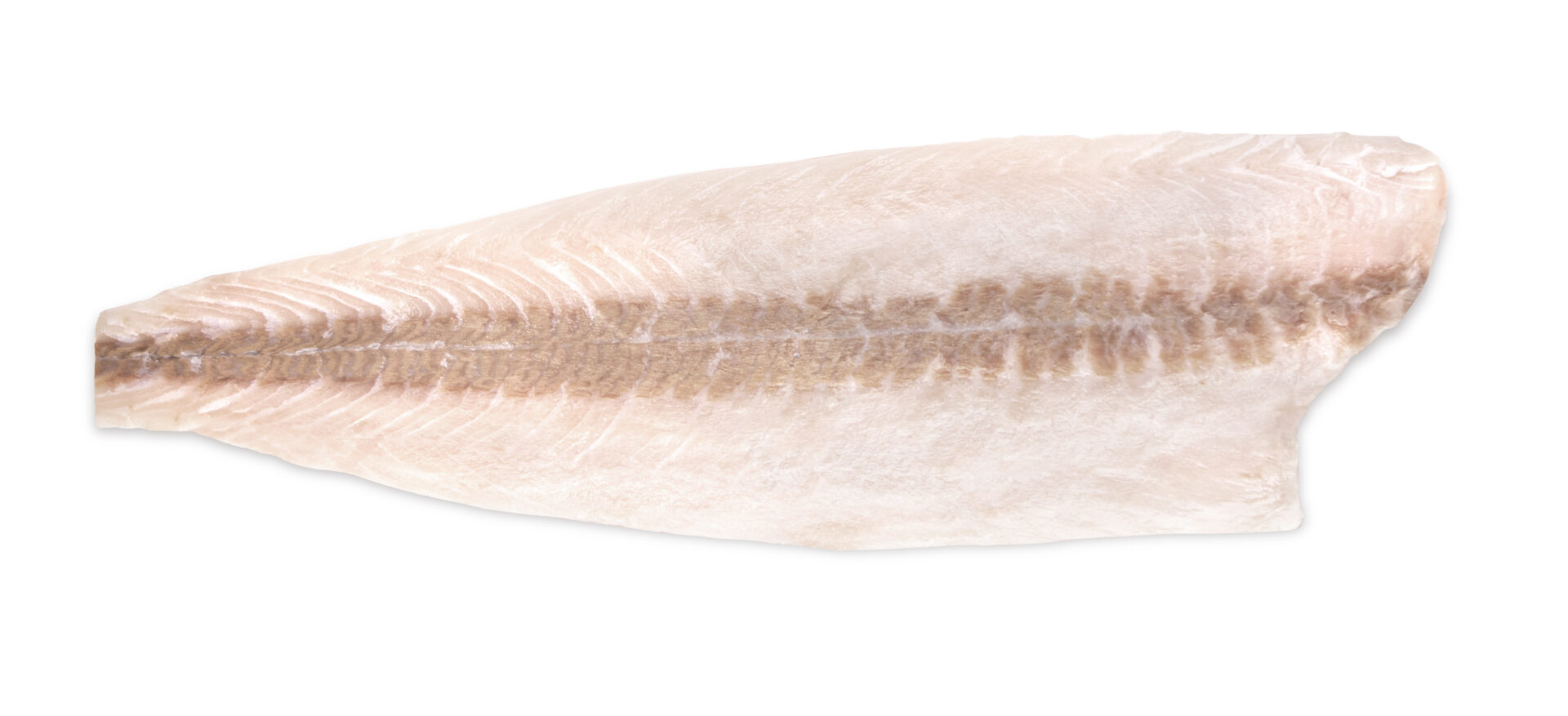 Fresh,Cobia,Fillet,On,A,White,Background